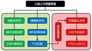  密码保护：运动系统的生化代谢运作过程