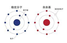  密码保护：退行性症状的原因–自由基（三）