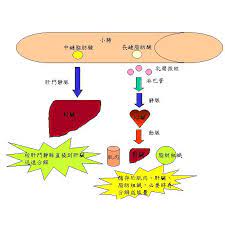  密码保护：消化系统生化代谢过程