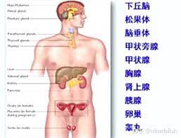  密码保护：内分泌系统的生化代谢过程