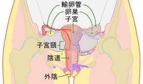  密码保护：常见生殖系统生化代谢过程