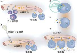  密码保护：内分泌系统相关细胞生成生长和成熟过程