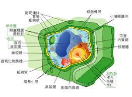  密码保护：呼吸系统细胞种类和成长过程