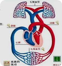  密码保护：常见循环系统淋巴系统代谢障碍