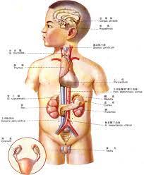  密码保护：内分泌系统的器官组织和功能