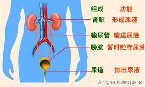  密码保护：常见泌尿系统代谢障碍