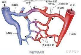  循环系统淋巴系统生化代谢过程