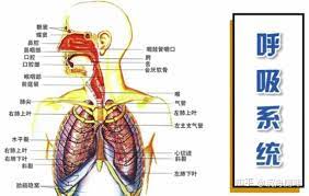  密码保护：常见呼吸系统代谢障碍