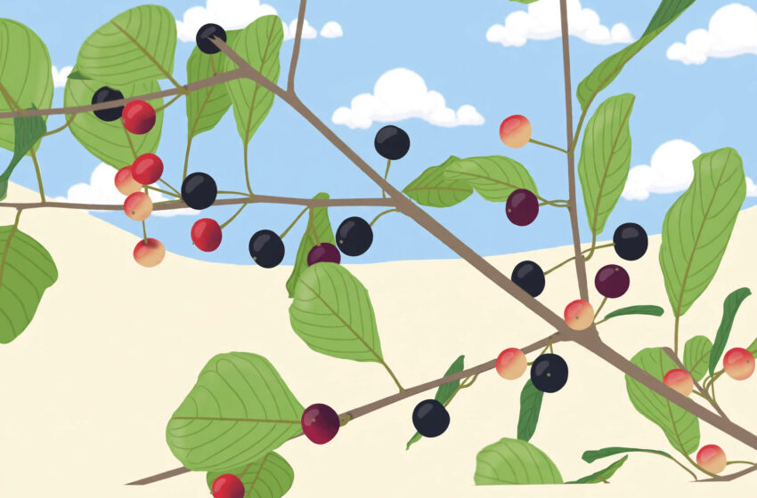  功效营养：欧鼠李 Alder Buckthorn — 蒽醌类缓泻、短期使用与低钾风险