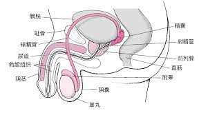  密码保护：前列腺症状与功效营养