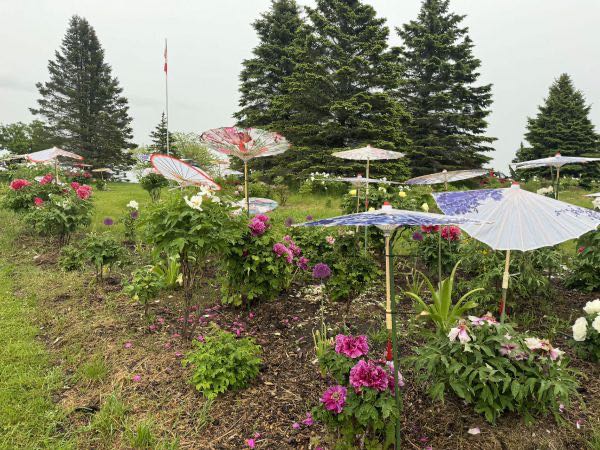  加拿大第三届牡丹花展首日近500人雨中赏花