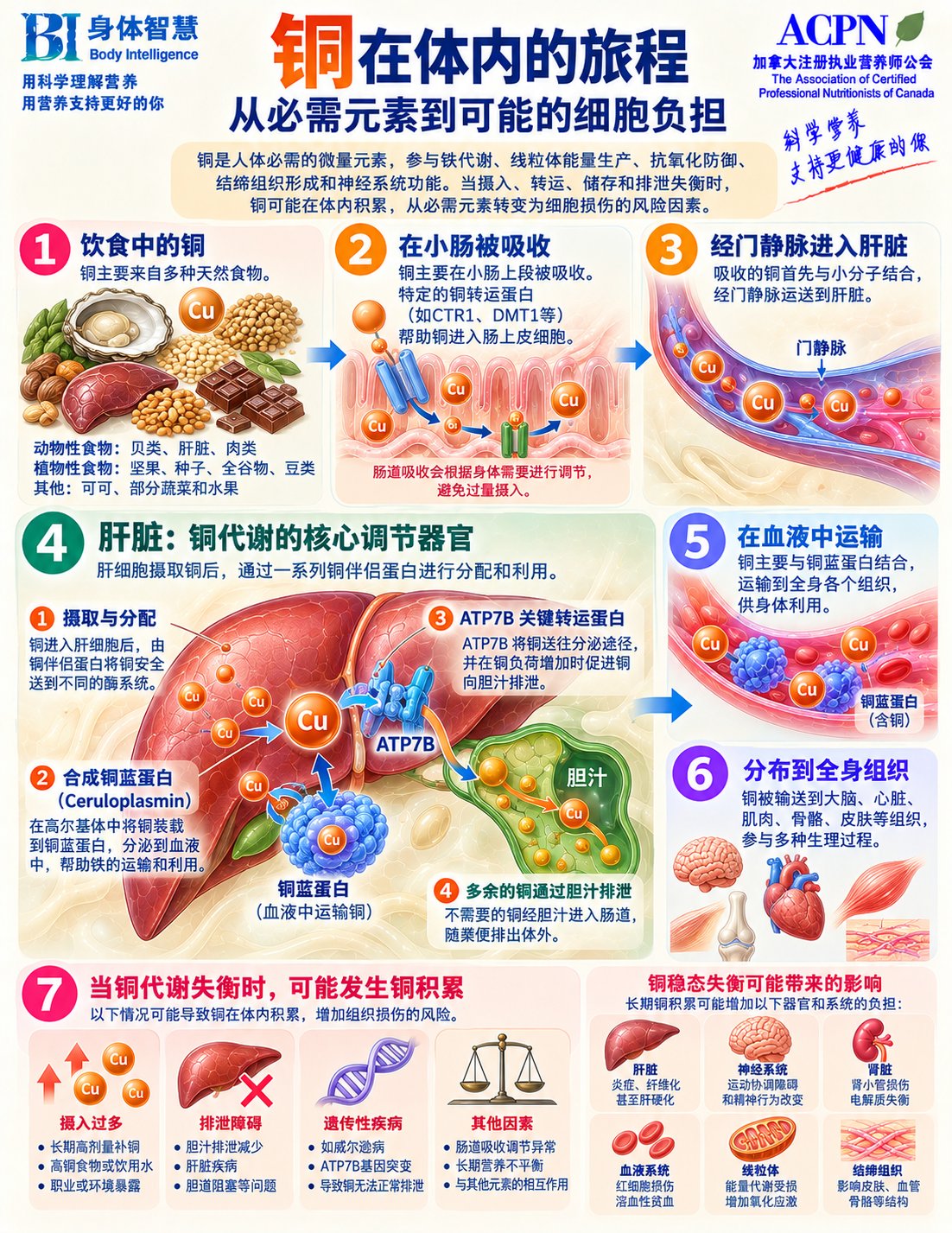 铜在体内的旅程