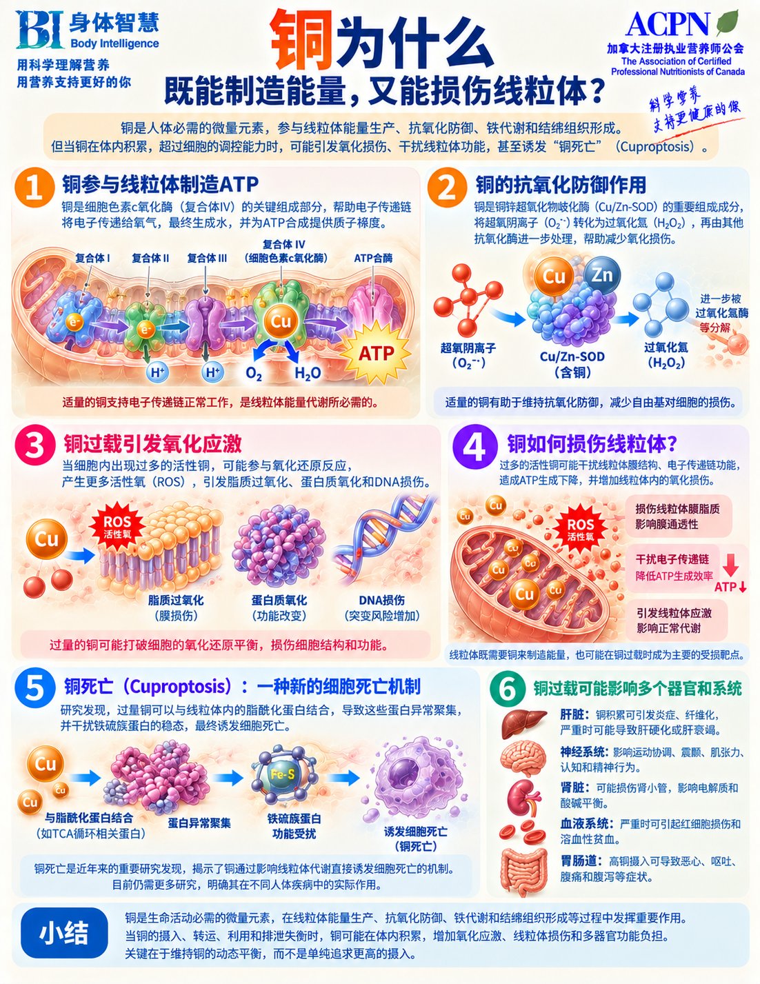 铜为什么既能制造能量,又能损伤线粒体?